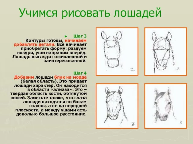 Учимся рисовать лошадей Шаг 3 Контуры готовы, начинаем добавлять детали. Все