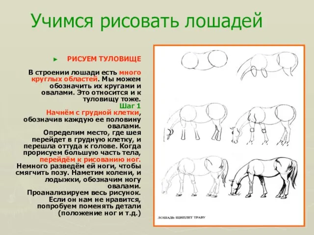 Учимся рисовать лошадей РИСУЕМ ТУЛОВИЩЕ В строении лошади есть много круглых