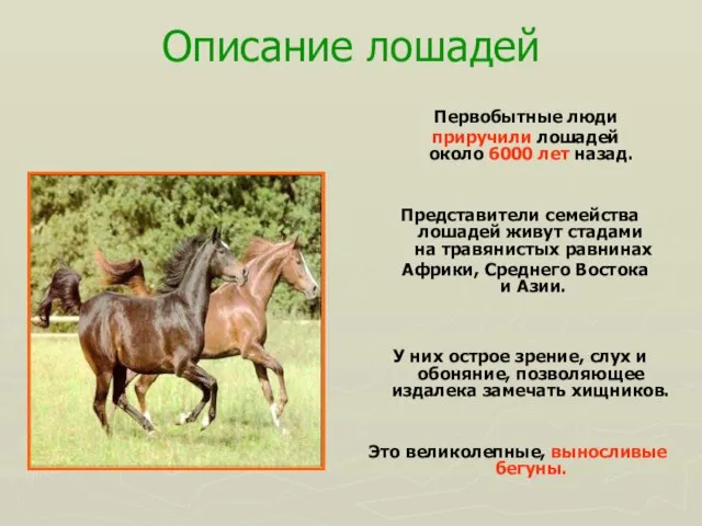 Описание лошадей Первобытные люди приручили лошадей около 6000 лет назад. Представители