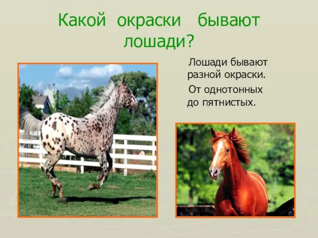 Какой окраски бывают лошади? Лошади бывают разной окраски. От однотонных до пятнистых.