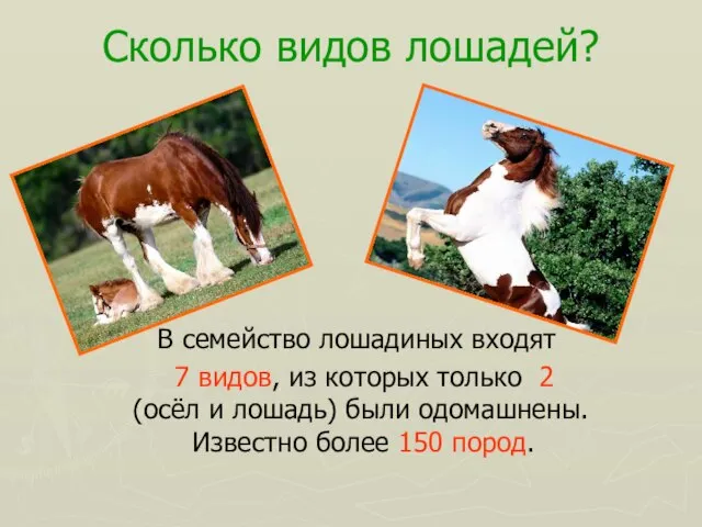 Сколько видов лошадей? В семейство лошадиных входят 7 видов, из которых