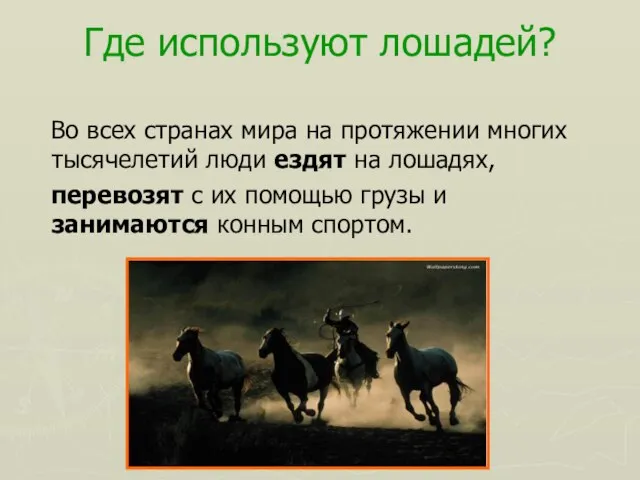 Где используют лошадей? Во всех странах мира на протяжении многих тысячелетий