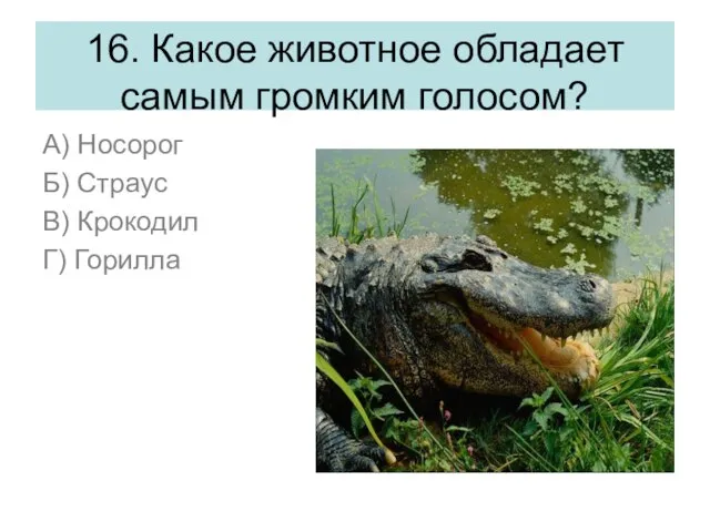 16. Какое животное обладает самым громким голосом? А) Носорог Б) Страус В) Крокодил Г) Горилла