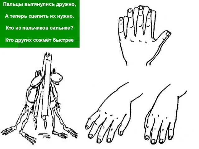 Пальцы вытянулись дружно, А теперь сцепить их нужно. Кто из пальчиков сильнее? Кто других сожмёт быстрее