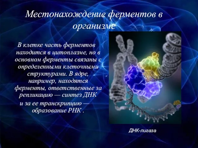 Местонахождение ферментов в организме В клетке часть ферментов находится в цитоплазме,