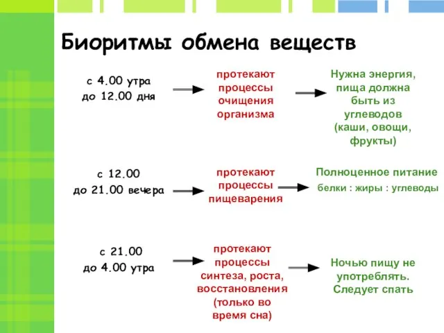 Биоритмы обмена веществ с 4.00 утра до 12.00 дня с 12.00