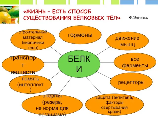 «ЖИЗНЬ – ЕСТЬ СПОСОБ СУЩЕСТВОВАНИЯ БЕЛКОВЫХ ТЕЛ» Ф.Энгельс БЕЛКИ строительный материал