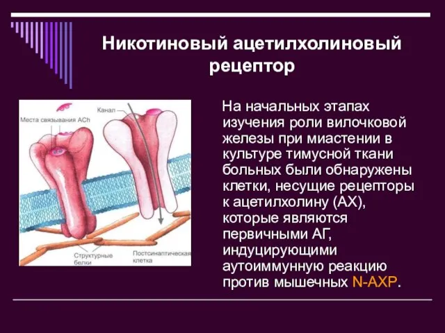 Никотиновый ацетилхолиновый рецептор На начальных этапах изучения роли вилочковой железы при