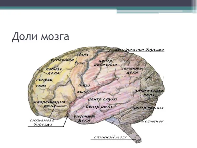 Доли мозга