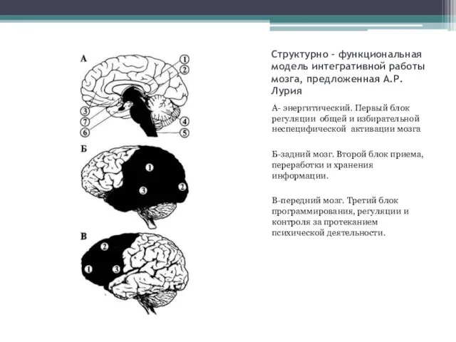 Структурно – функциональная модель интегративной работы мозга, предложенная А.Р.Лурия А- энергитический.