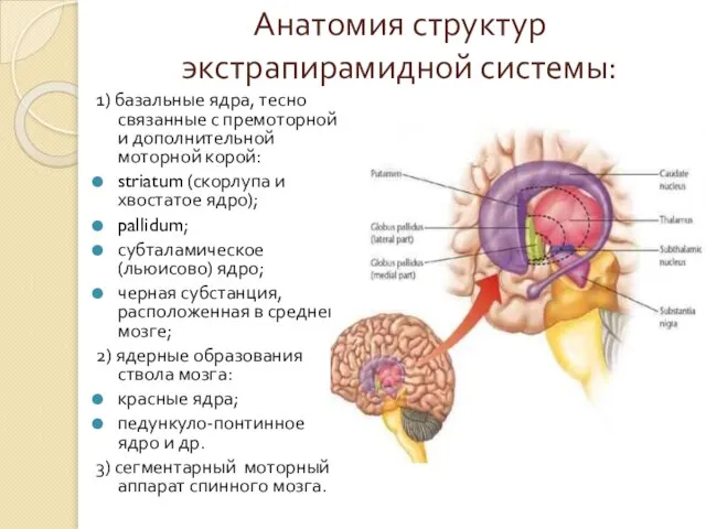 Анатомия структур экстрапирамидной системы: 1) базальные ядра, тесно связанные с премоторной