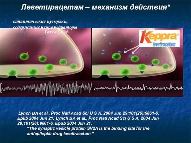 Белок SV2A синаптические пузырьки, содержащие нейромедиаторы *Lynch BA et al., Proc