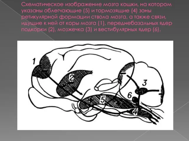 Схематическое изображение мозга кошки, на котором указаны облегчающие (5) и тормозящие