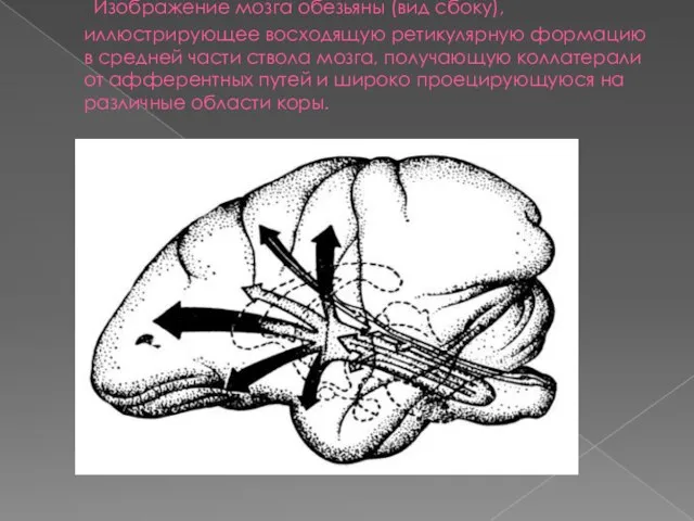 Изображение мозга обезьяны (вид сбоку), иллюстрирующее восходящую ретикулярную формацию в средней