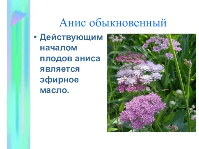 Анис обыкновенный Действующим началом плодов аниса является эфирное масло.