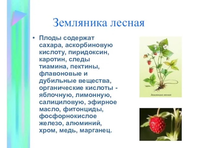 Земляника лесная Плоды содержат сахара, аскорбиновую кислоту, пиридоксин, каротин, следы тиамина,