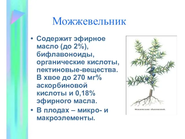 Можжевельник Содержит эфирное масло (до 2%), бифлавоноиды, органические кислоты, пектиновые-вещества. В