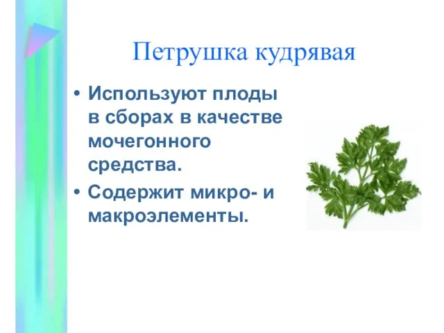 Петрушка кудрявая Используют плоды в сборах в качестве мочегонного средства. Содержит микро- и макроэлементы.