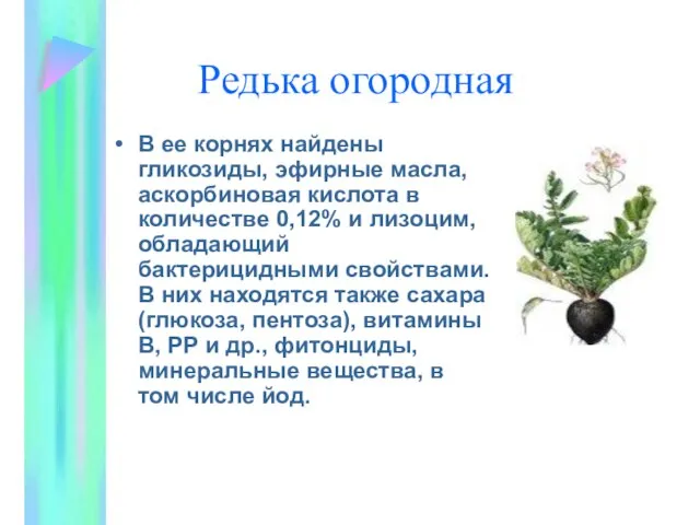 Редька огородная В ее корнях найдены гликозиды, эфирные масла, аскорбиновая кислота