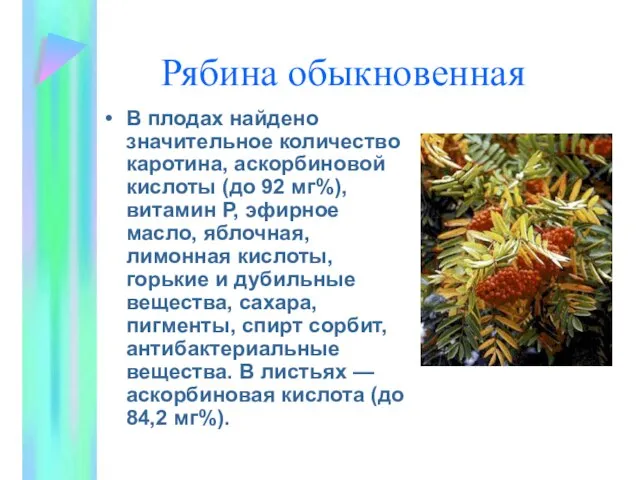 Рябина обыкновенная В плодах найдено значительное количество каротина, аскорбиновой кислоты (до