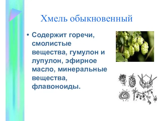 Хмель обыкновенный Содержит горечи, смолистые вещества, гумулон и лупулон, эфирное масло, минеральные вещества, флавоноиды.