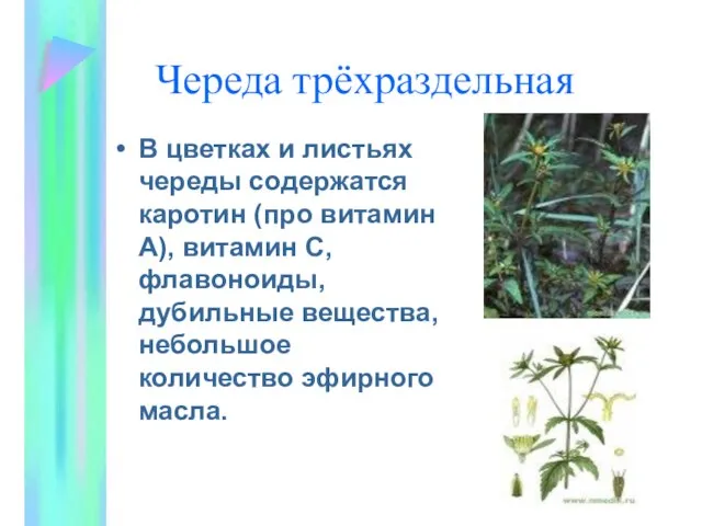 Череда трёхраздельная В цветках и листьях череды содержатся каротин (про витамин