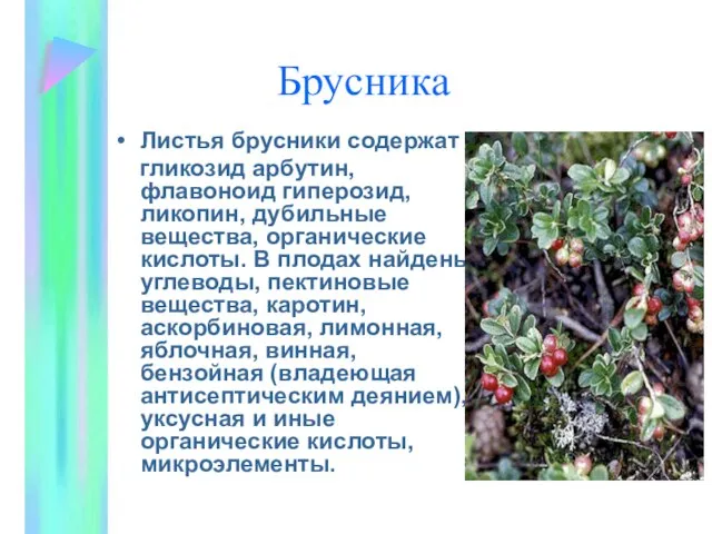 Брусника Листья брусники содержат гликозид арбутин, флавоноид гиперозид, ликопин, дубильные вещества,