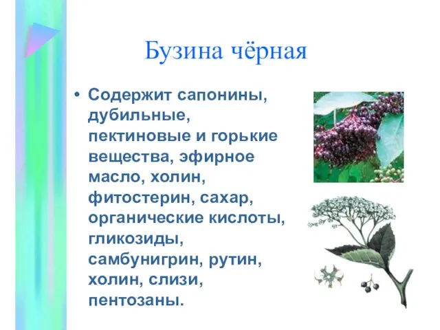 Бузина чёрная Содержит сапонины, дубильные, пектиновые и горькие вещества, эфирное масло,