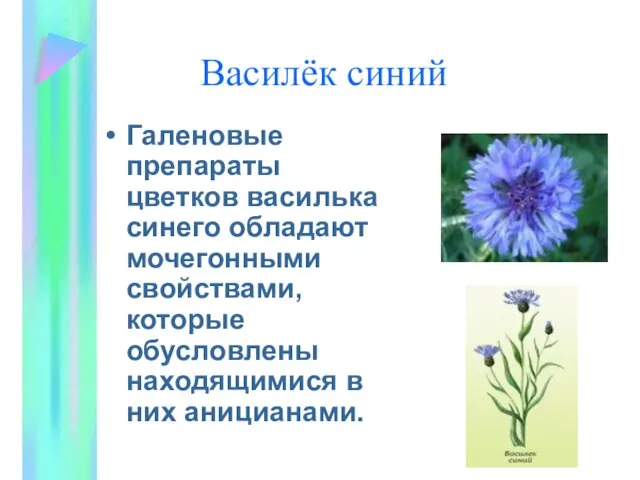 Василёк синий Галеновые препараты цветков василька синего обладают мочегонными свойствами, которые обусловлены находящимися в них аницианами.