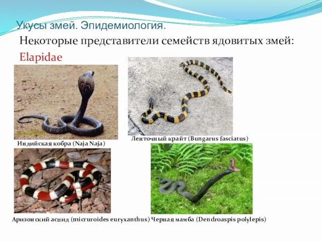 Укусы змей. Эпидемиология. Некоторые представители семейств ядовитых змей: Elapidae Индийская кобра