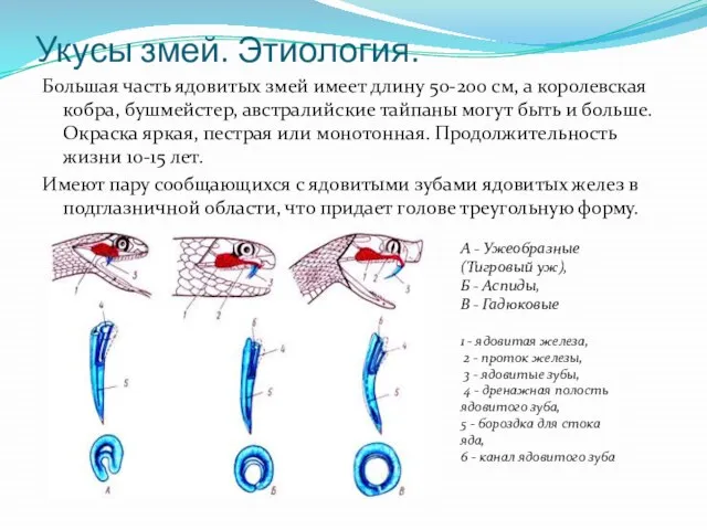 Укусы змей. Этиология. Большая часть ядовитых змей имеет длину 50-200 см,