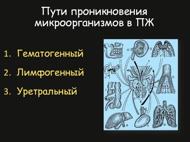 Гематогенный Лимфогенный Уретральный Пути проникновения микроорганизмов в ПЖ