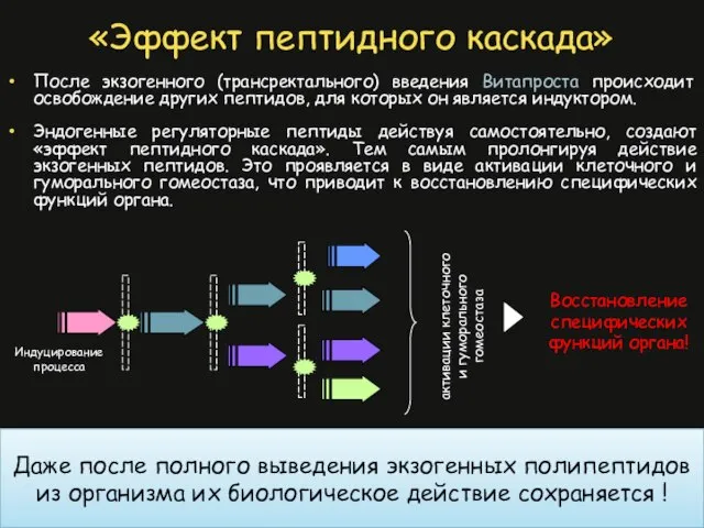 «Эффект пептидного каскада» После экзогенного (трансректального) введения Витапроста происходит освобождение других