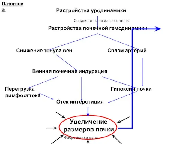 Патогенез: Растройства уродинамики Растройства почечной гемодинамики Снижение тонуса вен Спазм артерий