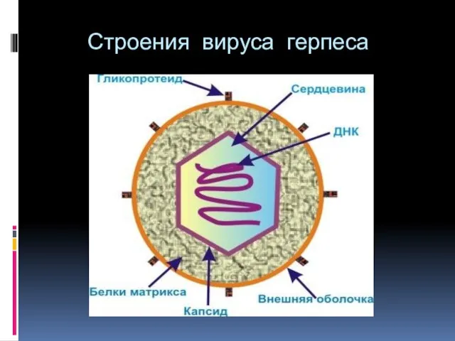 Строения вируса герпеса