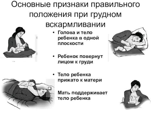 Основные признаки правильного положения при грудном вскармливании Голова и тело ребенка