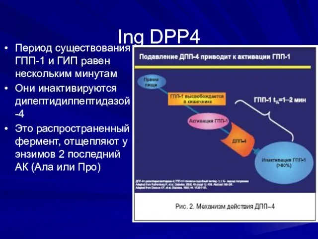 Ing DPP4 Период существования ГПП-1 и ГИП равен нескольким минутам Они