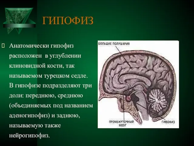 ГИПОФИЗ Анатомически гипофиз расположен в углублении клиновидной кости, так называемом турецком