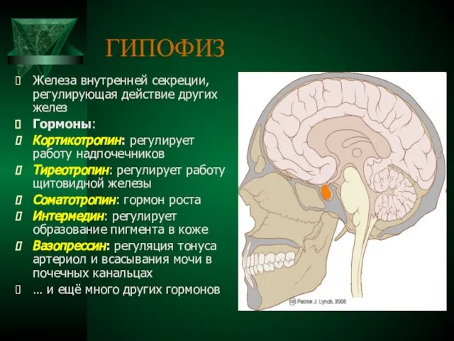 ГИПОФИЗ Железа внутренней секреции, регулирующая действие других желез Гормоны: Кортикотропин: регулирует