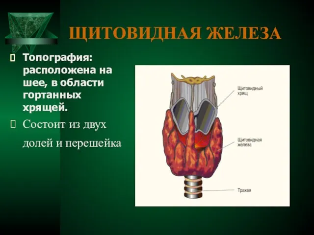 ЩИТОВИДНАЯ ЖЕЛЕЗА Топография: расположена на шее, в области гортанных хрящей. Состоит из двух долей и перешейка