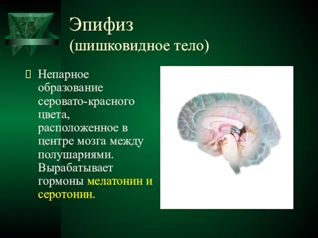 Эпифиз (шишковидное тело) Непарное образование серовато-красного цвета, расположенное в центре мозга