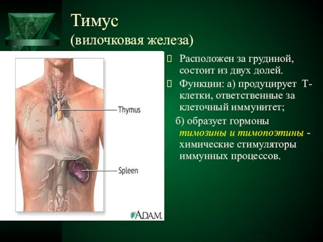 Тимус (вилочковая железа) Расположен за грудиной, состоит из двух долей. Функции: