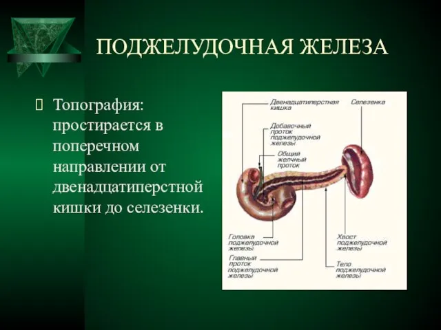 ПОДЖЕЛУДОЧНАЯ ЖЕЛЕЗА Топография: простирается в поперечном направлении от двенадцатиперстной кишки до селезенки.