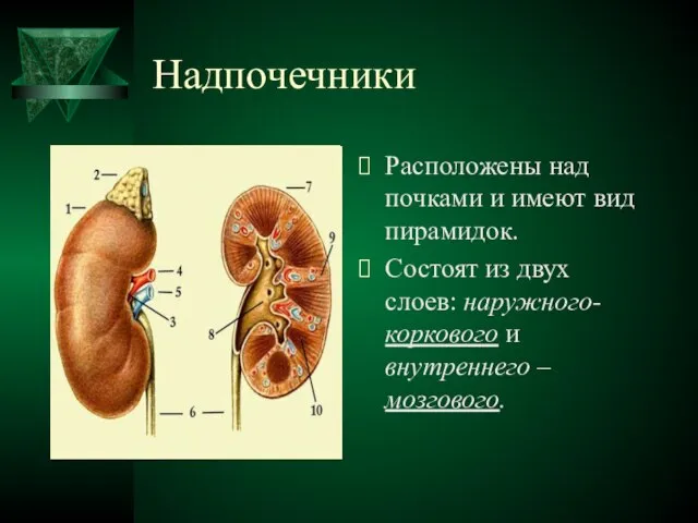 Надпочечники Расположены над почками и имеют вид пирамидок. Состоят из двух