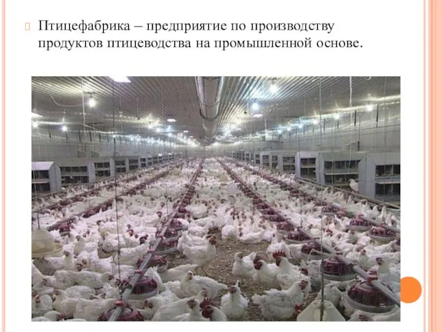 Птицефабрика – предприятие по производству продуктов птицеводства на промышленной основе.