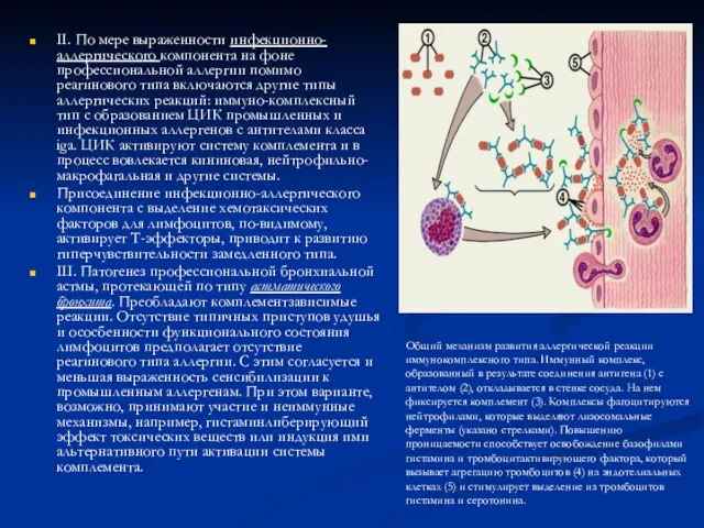 II. По мере выраженности инфекционно-аллергического компонента на фоне профессиональной аллергии помимо