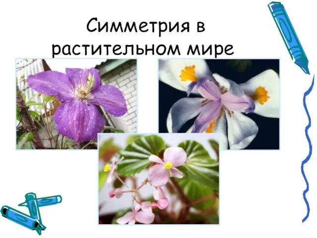 Симметрия в растительном мире