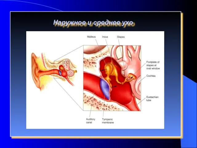 Наружное и среднее ухо