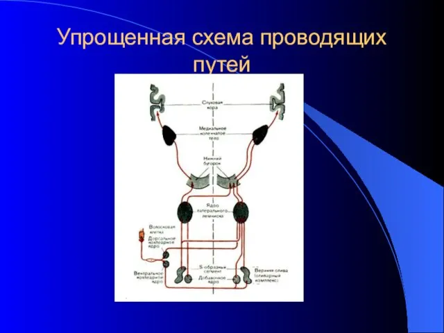 Упрощенная схема проводящих путей