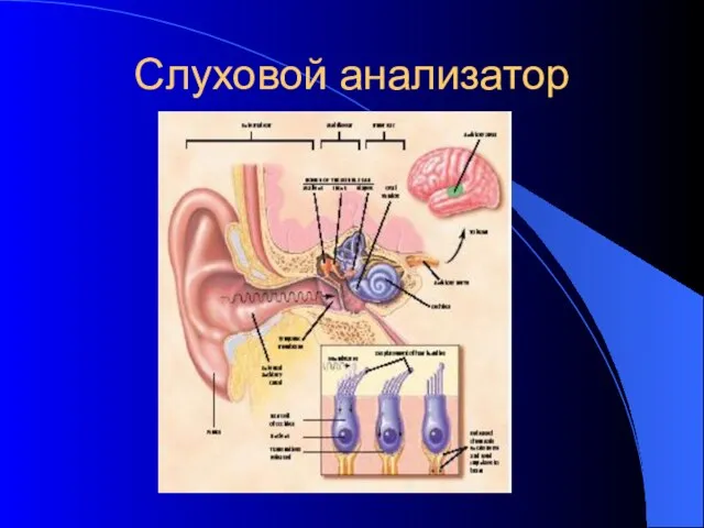 Слуховой анализатор